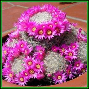 Mammillaria elegans - 20 Seed Pack - Verified Seller - Exotic Succulent Cactus - NEW