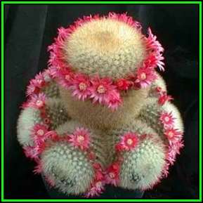 Mammillaria pilcayensis - 20 Seed Pack - Verified Seller - Exotic Succulent Cactus - NEW