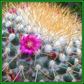 Mammillaria rhodantha Seeds - Verified Seller - Exotic Succulent Cactus - NEW