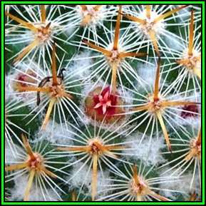 20 Mammillaria ruestii Cactus Seeds For Sale in South Africa + Get FREE Seeds - Succulents