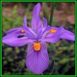 Moraea polystachya Seeds - Indigenous Perennial Bulb - Combined Global Shipping - New