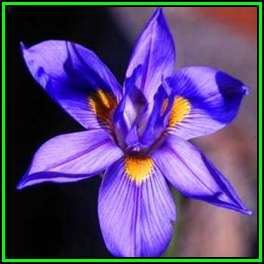 Moraea polystachya - 10 Seed Pack - Indigenous Perennial Bulb - Combined Global Shipping - New