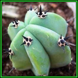 Myrtillocactus geometrizans Seeds - Exotic Cactus Succulent - Edible Ethnobotanical - NEW