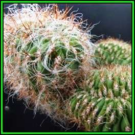 Oreocereus celsianus - 100 Bulk Seed Pack - Exotic Cactus Succulent -Combined Global Shipping- NEW