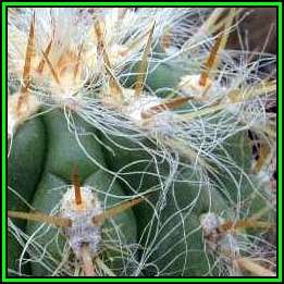 Oreocereus fossulatus Seeds - Exotic Cactus Succulent -Combined Global Shipping- NEW