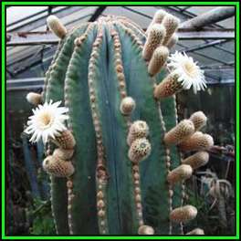 Pachycereus pringlei -10 Seed Pack- Exotic Cactus Edible Fruit, Combined Shipping, NEW