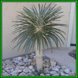 Pachypodium geayi - 10 Seed Pack - Madagascan Succulent Tree - Combined Global Shipping - NEW