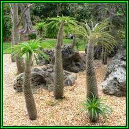 Pachypodium lamerei Seeds - Madagascan Succulent Tree - Combined Global Shipping - NEW