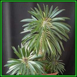 Pachypodium lamerei - 10 Seed Pack - Madagascan Succulent Tree - Combined Global Shipping - NEW