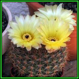 Parodia erubescens Seeds - Verified Seller - Exotic Succulent Cactus - NEW