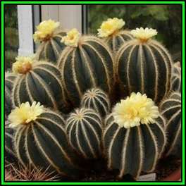 Parodia magnifica - 10 Seed Pack - Verified Seller - Exotic Succulent Cactus - NEW