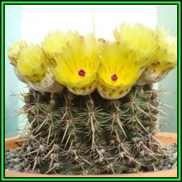 Parodia mammulosa - 10 Seed Pack - Verified Seller - Exotic Succulent Cactus - NEW