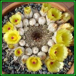 Parodia mammulosa - 50 Bulk Seed Pack - Verified Seller - Exotic Succulent Cactus - NEW