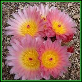 Parodia roseolutea - 100 Bulk Seed Pack - Verified Seller - Exotic Succulent Cactus - NEW