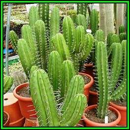 Polaskia chichipe Seeds - Exotic Cactus Succulent Edible Fruit - NEW