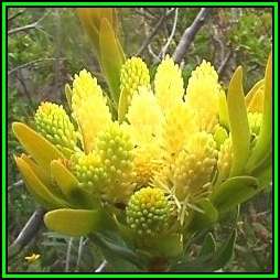 Aulax umbellata Seeds - Indigenous Endemic Cut Flower Fynbos Protea Shrub, New