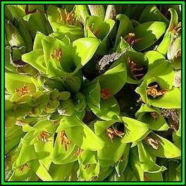 Puya chilensis - 10 Seed Pack - Exotic Bromeliad - Combined Global Shipping - NEW
