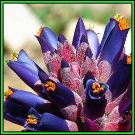 Puya venusta - 10 Seed Pack - Exotic Bromeliad - Combined Global Shipping - NEW