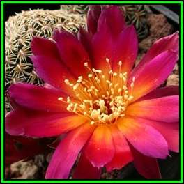 Rebutia canigueralii Seeds - Exotic Cactus Succulent -Combined Global Shipping- NEW
