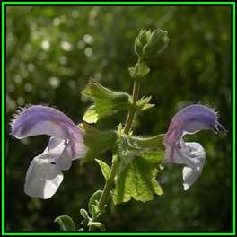 Salvia africana-caerulea, 10 Seed Pack, Indigenous Edible Herb Cut Flower Fynbos Medicinal Shrub New