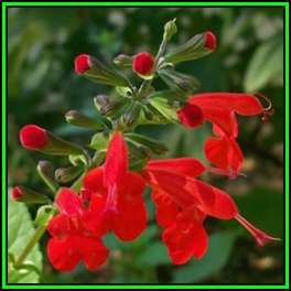 Salvia coccinea, Scarlet Sage Seeds - Striking Annual, Attracts Birds and Butterflies, New