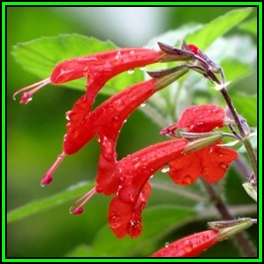 Salvia coccinea, Scarlet Sage - 100 Seed Pack - Striking Annual, Attracts Birds and Butterflies, New