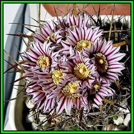 Stenocactus multicostatus Seeds - Verified Seller - Exotic Succulent Cactus - NEW