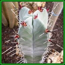 Stenocereus pruinosus Seeds - Exotic Cactus Edible Fruit, Insured Combined Shipping, NEW