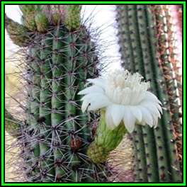 Stenocereus thurberi Seeds - Exotic Cactus Edible Fruit, Insured Combined Shipping, NEW