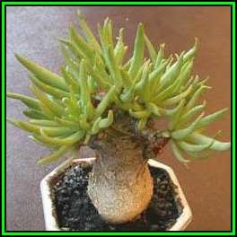 Tylecodon pearsonii Seeds - Namibian Caudiciform Succulent Natural Bonsai - NEW