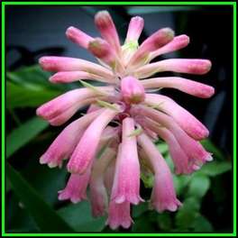 Veltheimia bracteata - 10 Seed Pack - Indigenous Endemic Perennial Bulb - Combined Shipping - New