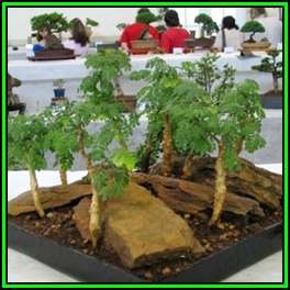 Acacia burkei Seeds + 30 FREE Ficus Bonsai Seeds + FREE Bonsai eBook - NEW