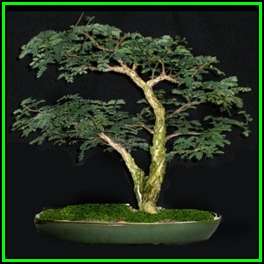 Acacia burkei - 10 Seed Pack + 30 FREE Ficus Bonsai Seeds + FREE Bonsai eBook - NEW