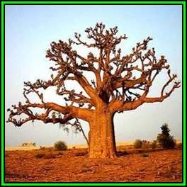 Adansonia digitata Seeds - African Baobab, Kremetart Boom, Succulent + FREE Gifts Seeds - NEW