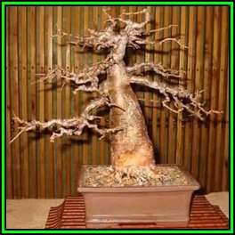 Adansonia digitata - African Baobab - 20 Seeds + FREE Gifts Seeds + Bonsai eBook, NEW