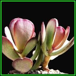 Adromischus sphenophyllus Seeds - Indigenous Succulent - Combined Global Shipping - NEW