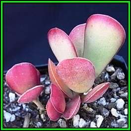 Adromischus sphenophyllus - 10 Seed Pack - Indigenous Succulent - Combined Global Shipping - NEW