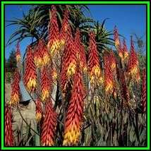 Aloe aculeata -Red Hot Poker Aloe, White Thorn Aloe Seeds - Indigenous Succulent, NEW