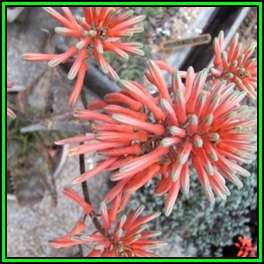 Aloe ammophila Seeds - Indigenous South African Succulent + Global Delivery - NEW
