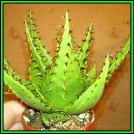 Aloe broomii - Mountain Aloe, Snake Aloe Seeds - Indigenous South African Succulent - NEW