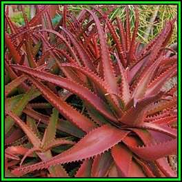 Aloe cameronii - Red Aloe - 10 Seed Pack - Exotic Central African Succulent - Worldwide Shipping NEW