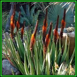 Aloe castanea x Aloe globuligemma - 10 Seed Pack - Natural Hybrid - Indigenous Succulent, NEW