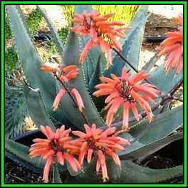 Aloe chabaudii Matapos Form - 10 Seed Pack Indigenous Succulent - Worldwide Shipping - NEW