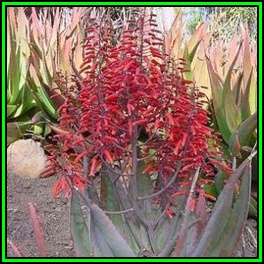 Aloe chabaudii Matapos Form Seeds - Indigenous Succulent - Worldwide Shipping - NEW
