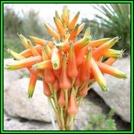 Aloe cooperi - Cooper's Aloe Seeds - Indigenous South African Succulent - NEW