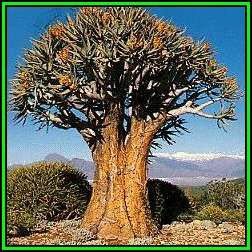 Aloe dichotoma - Quiver Tree Kokerboom - 10 Seed Pack - Indigenous Succulent - NEW
