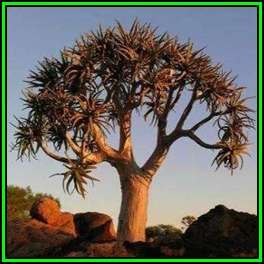 Aloe dichotoma - Quiver Tree Kokerboom Seeds - Indigenous Succulent - NEW