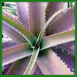 Aloe dyeri - 10 Seed Pack - Indigenous Succulent - Worldwide Shipping, NEW