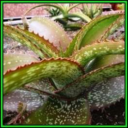 Aloe dyeri Seeds - Indigenous Succulent - Worldwide Shipping, NEW