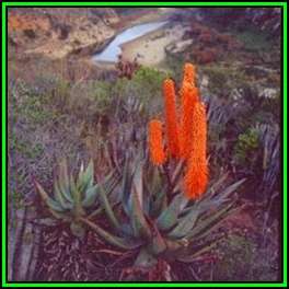 Aloe ferox - Bitter Aloe - 5 Seed Pack - Indigenous Succulent - Worldwide Shipping, NEW